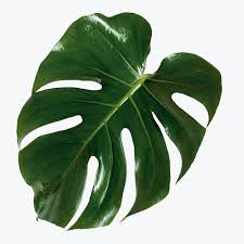 Download Premium Psd Of Monstera Delicosa Plant Leaf On An Off White Plant Leaves Plants Leaves