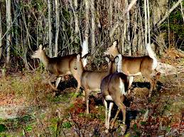 Great mountain guide service offers our guests a variety of outdoor recreational activities. The Month In Maine November The Maine Sportsman