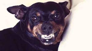 What Is Rage Syndrome In Dogs Petcarerx