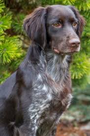 Image result for Malý münsterlandský ohař