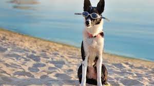 A list of the cutest short haired border collie pictures. Short Haired Border Collie A Comprehensive Guide All Things Dogs All Things Dogs
