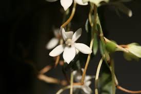 Image result for Aerangis hologlottis