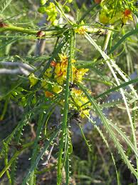 Image result for Parkinsonia africana