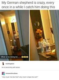 54 Tumblr Posts Everyone Should See Cute Funny Animals Funny Animal Pictures Funny Animal Memes