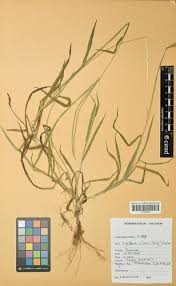 Image result for Digitaria calcarata