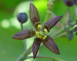 Image result for Blue Cohosh