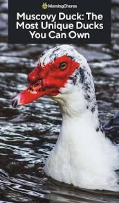 A muscovy duck's natural diet is one of the main arguments for keeping these animals around. Muscovy Duck The Most Unique Ducks You Can Own