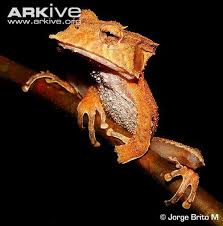 Image result for Hemiphractus bubalus