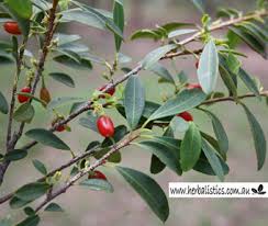 Image result for Erythroxylaceae