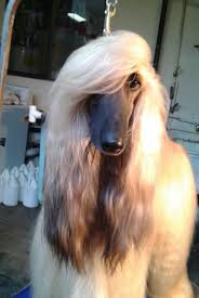 Best Images Photos And Pictures Ideas About Afghan Hound Dog Oldest Dog Breeds Afghan Hound Dogs Dog Breeds
