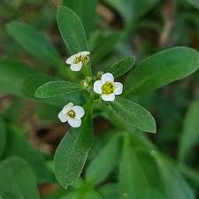 Image result for Limeum viscosum