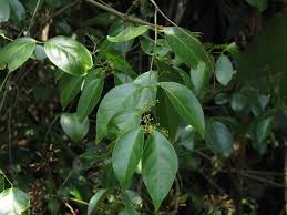 Image result for Hippocratea indica