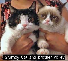 What Breed Is Grumpy Cat Poc