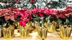 See more ideas about christmas plants, plants, house plants. 6 Best Traditional Christmas Plants Which To Give As Gifts