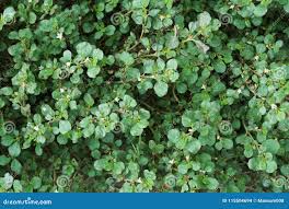 Image result for Trianthema portulacastrum