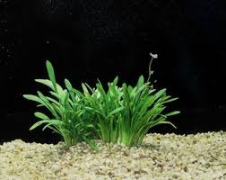 Image result for Elatine triandra