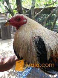 200+ gambar lucu bikin ngakak yang konyol dan gokil abis update terbaru 2018. Ayam Filipina Asli Bekasi Jualo