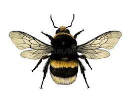 May 29, 2019 · rusty patched bumble bee bee identification: Bumblebee Stock Illustrations 13 525 Bumblebee Stock Illustrations Vectors Clipart Dreamstime