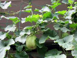 Image result for Cucumis melo
