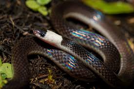 Image result for Lotononis serpentinicola