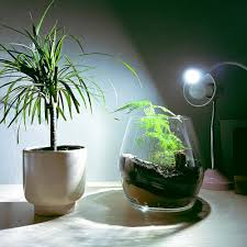 Image result for Asparagus krebsianus