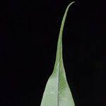 Image result for Oleandra distenta