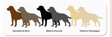 Champagne is a pale shade of yellow labrador. Labradors Of All Colors