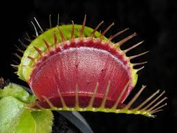 Image result for Droseraceae