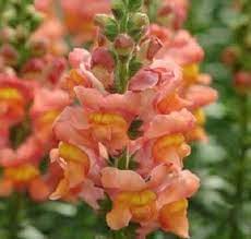 Bibit Orange Snapdragon Snapdragon Flowers October Flowers Antirrhinum