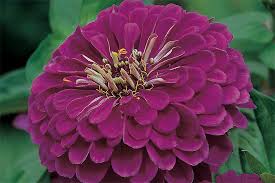 Flowers are delivered ready arranged in the appropriate vase/container at the start of the week and replaced with fresh flowers weekly with the minimum fuss. Grow Your Own Cut Flowers To Start Now Blog Mr Fothergills Co Uk