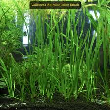 Image result for Vallisneria spiralis
