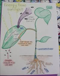 Life Science Photosynthesis Poster Photosynthesis Poster Photosynthesis Model Photosynth Photosynthesis Activities Photosynthesis Projects Photosynthesis