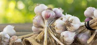 Want to play duo survival? Kwai Duo Naturliche Unterstutzung Fur Gefasse Und Herz