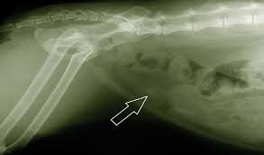 Some breeds are just more prone to getting bladder stones than others. Urine Crystals And Bladder Stones In Cats Petcoach