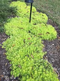 Unlike most other plants, cacti do not have regular leaves, but instead have spines. Lemon Sedum Named 2019 Louisiana Super Plant