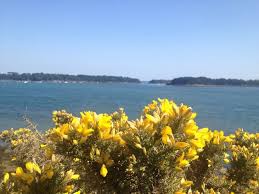 Genet Au Bord Du Golfe Du Morbihan Larmor Baden Arbuste Golfe Du Morbihan Morbihan