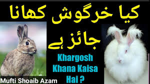 It is an excellent alternative to bovineporcine based gelatine. Question Are Rabbits Halal Automotive