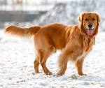 Red Golden Retrievers: Puppies, Facts, Information & Lifespan