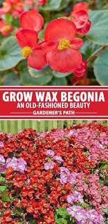 How To Grow Wax Begonias An Old Fashioned Annual Gardener S Path Begonia Modern Landscaping Landscaping With Rocks