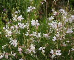 Une ravissante floraison blanche tout l'été. Gaura Lindheimeri Whirling Butterflies