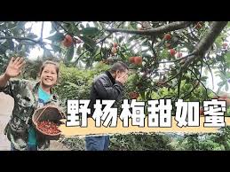 Cucu tauke beras full episod online dfm2uteam highlight episod 13 cucu tauke beras youtube biodata ariff aziz pelakon drama cucu tauke beras picisan hakim ramli Video Cinta Masam Manis