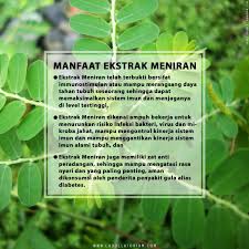 3 Khasiat Alami Meniran Dalam Stimuno Sirup Ini Cegah Sakit Akibat Cuaca Ekstrem Penyakit Alam Sirup