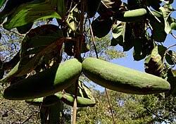 Image result for Mondia ecornuta