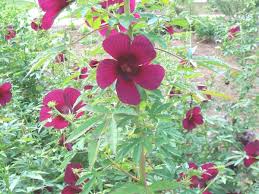 Image result for Hibiscus cannabinus