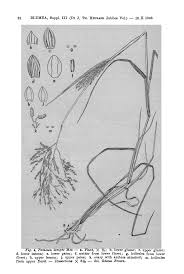 Image result for Trichopteryx stolziana