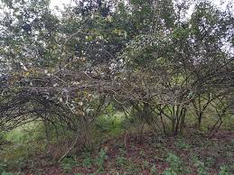 Image result for Dalbergia martinii