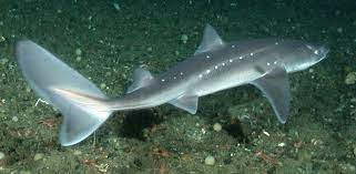 Squaliformes Wikipedia