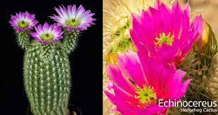 1000 pink cactus flower free vectors on ai, svg, eps or cdr. Hedgehog Cactus Plant Learn Echinocereus Growing And Care