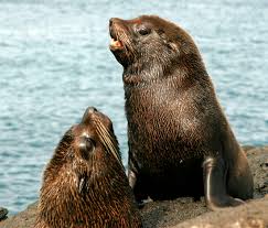 Image result for Selago lacunosa