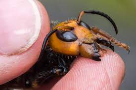 As stated before, wasps are more aggressive than bees. Please Stop Killing Bumble Bees They Re Not Murder Hornets Islands Sounder